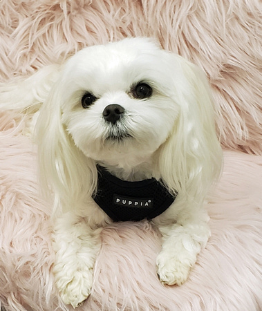 Abbey-ECCAC Therapy Dog 2019-1